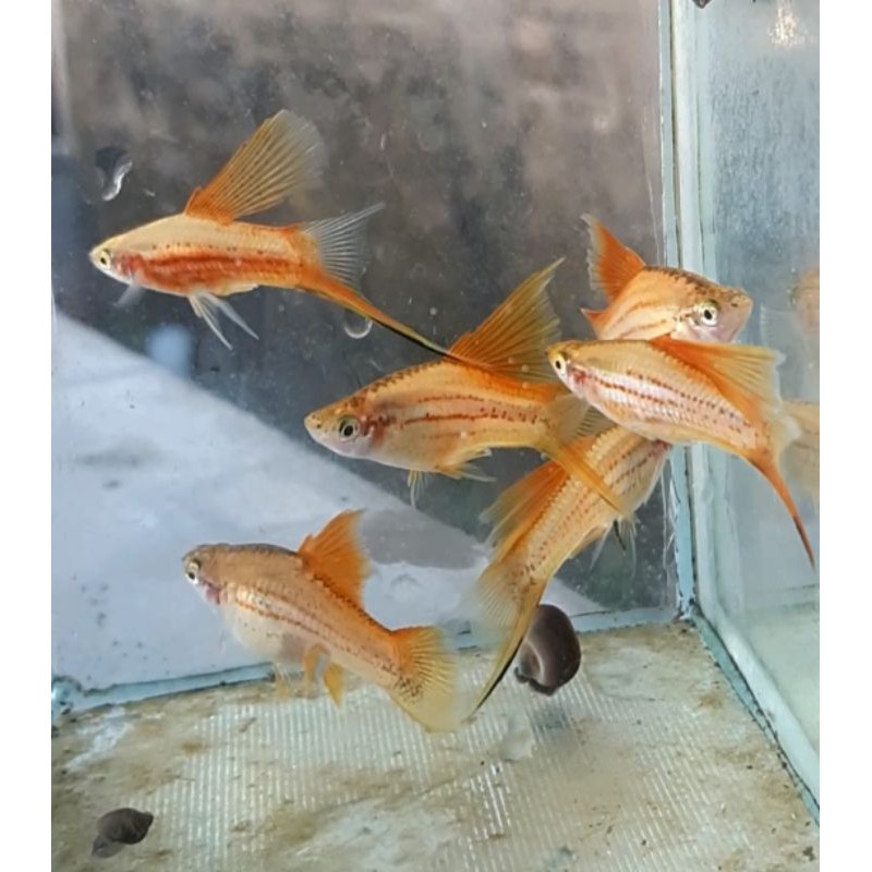 ikan platy pineapple hifin swordtail