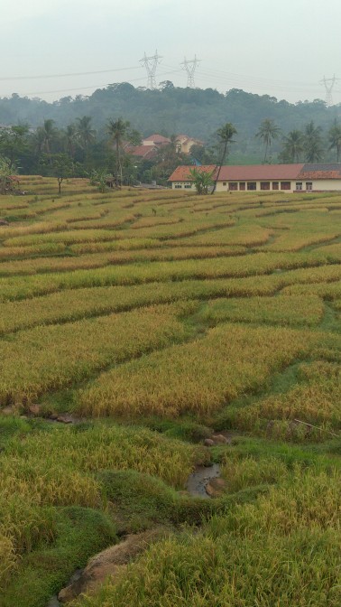 Tanaman Hias Adam Hawa Varigata / Pohon Adam Hawa Varigata