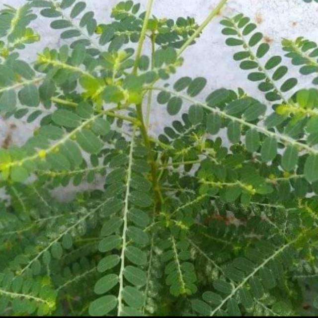 

jual Daun meniran 300 gram oabt herbal penyakit kuning