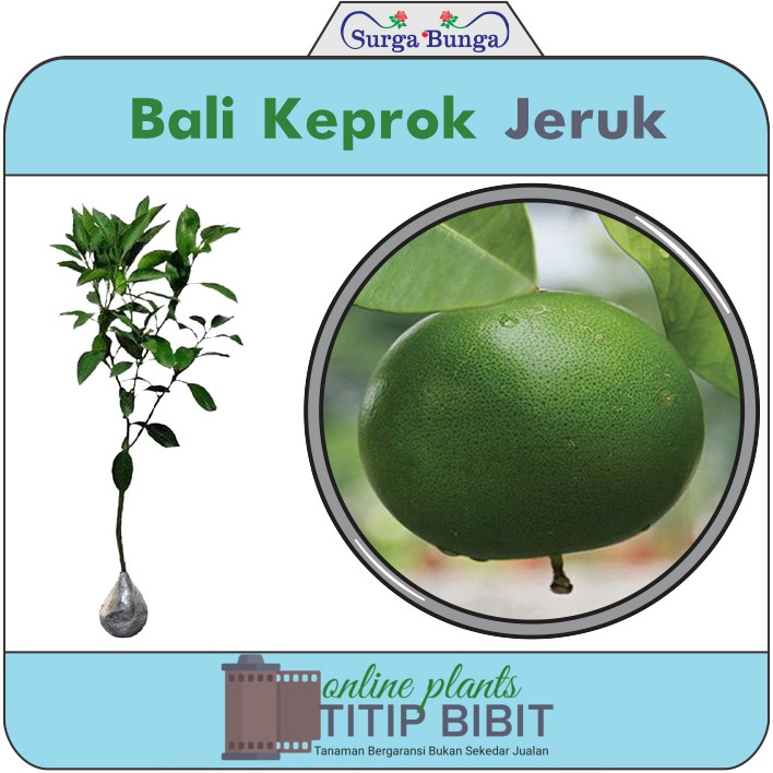 jeruk bali bibit tanaman hias buah tambulampot