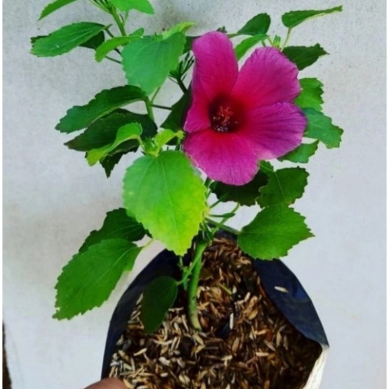 Tanaman hias rosella/tanaman bunga rosella