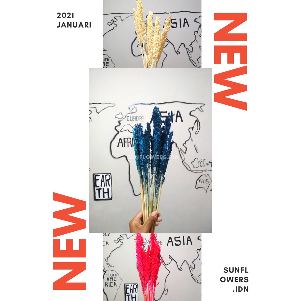 

Bunga cantel mix warna bunga sorgum cantel bunga kering