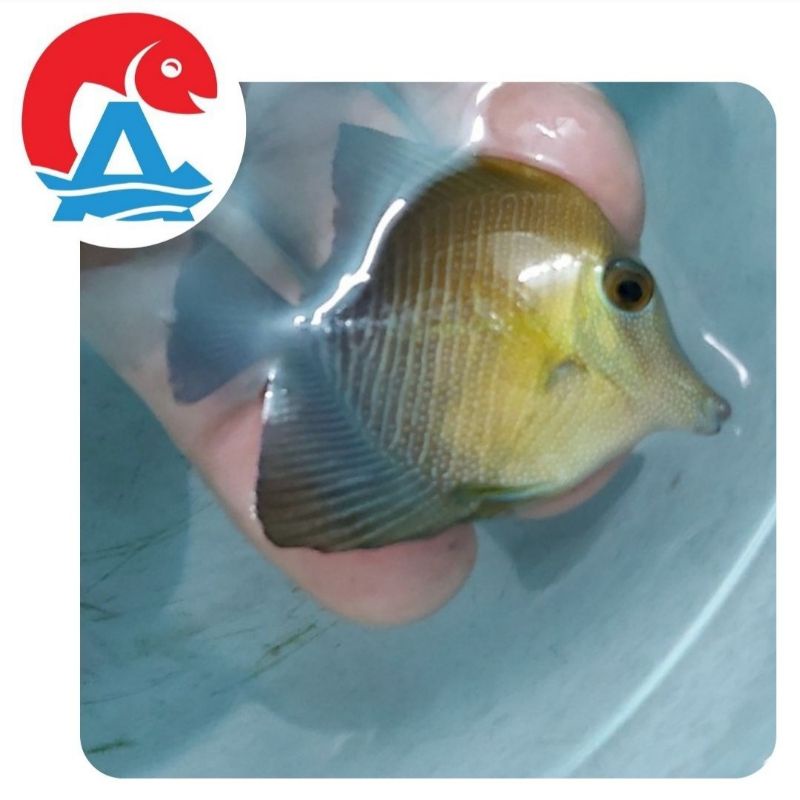 Ikan Hias Laut Burung Laut
