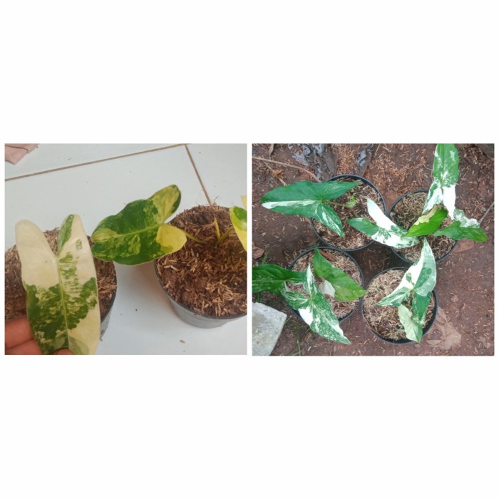 tanaman paket varigata