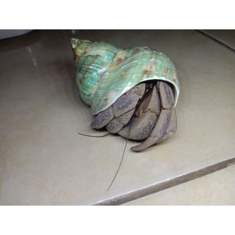 Kelomang Brevi XXL pakai cangkang Imperialis