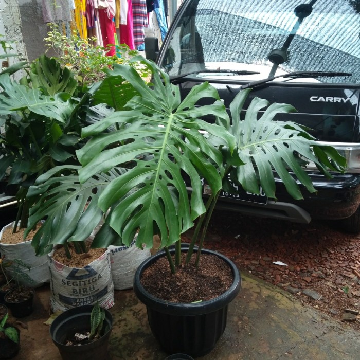Monstera Deliciosa Monstera King Giant Shopee Indonesia
