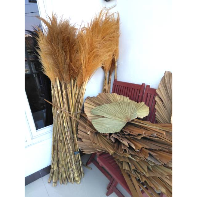 Pampas lokal 1 Bundle sataria 2 ikat cantel 1 ikat Pampas lokal 1 Bundle sataria 2 ikat cantel 1 ikat