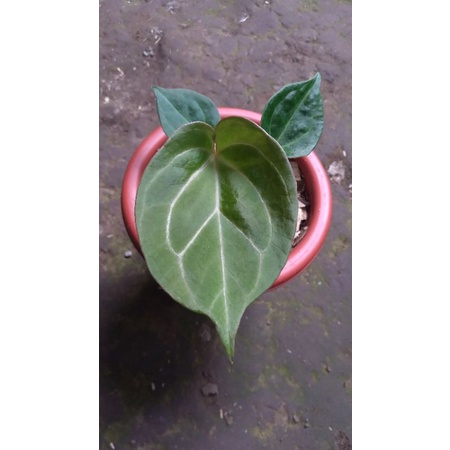 Anthurium/Kuping Gajah King Of Spades (HU)