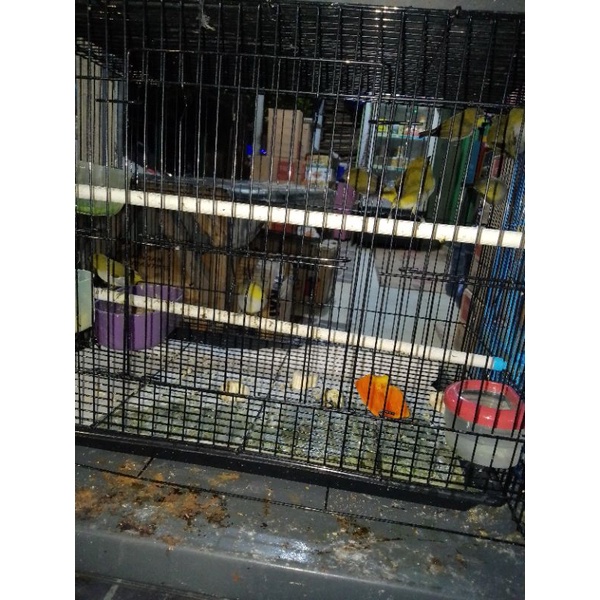 pleci bustomi