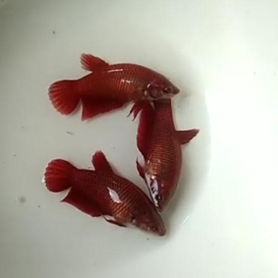 CUCI GUDANG cupang super red female