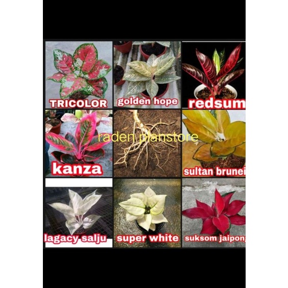 promo paket 8 bonggol aglonema termurah