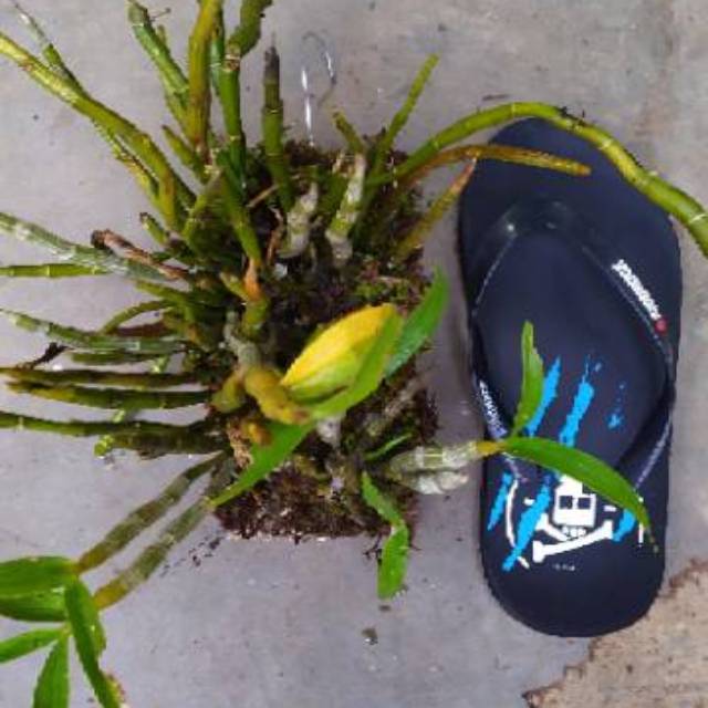 Dendrobium heterocarpum paket 4 papa