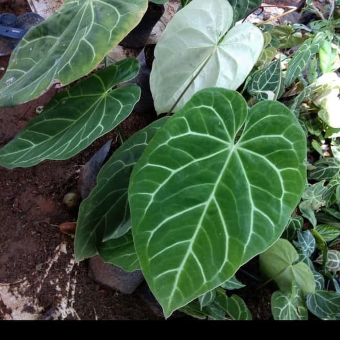 tanaman hias anthurium kuping  gajah  daun  besar pohon 