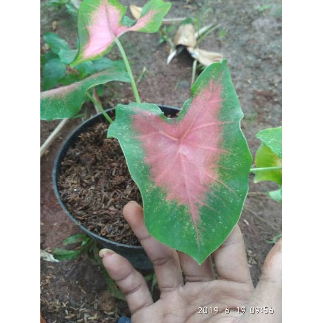 Tanaman hias pohon keladi merah-keladium