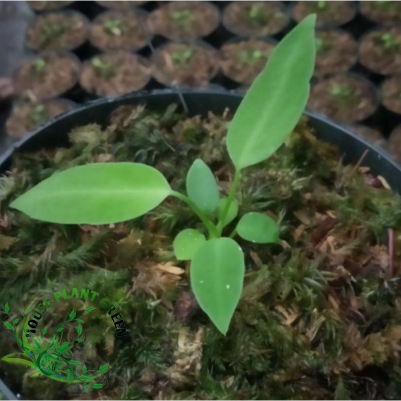 tanaman hias bibit mini anturium lidah gajah / baby warocqueanum (bukan bonggol sudah berdaun)