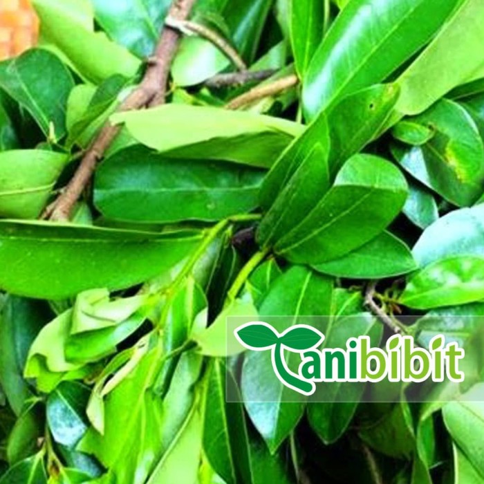 

Daun Sirsak Segar 500 gram - Basah Fresh - Obat Herbal