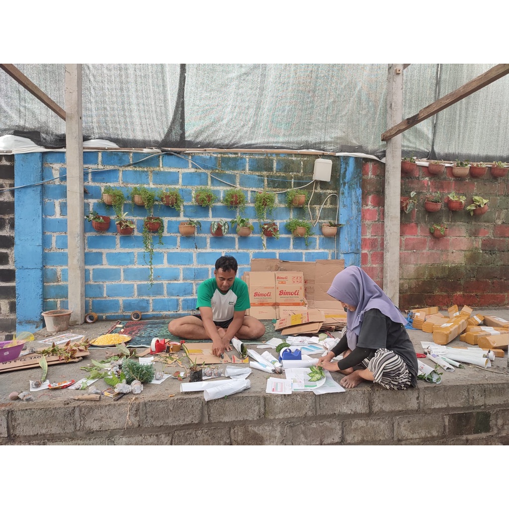 TANAMAN HIAS BUNGA GANTUNG SIRIH SUSU TANAMAN BUNGA MERAMBAT SIRIH SUSU SIRIH GADING PUTIH