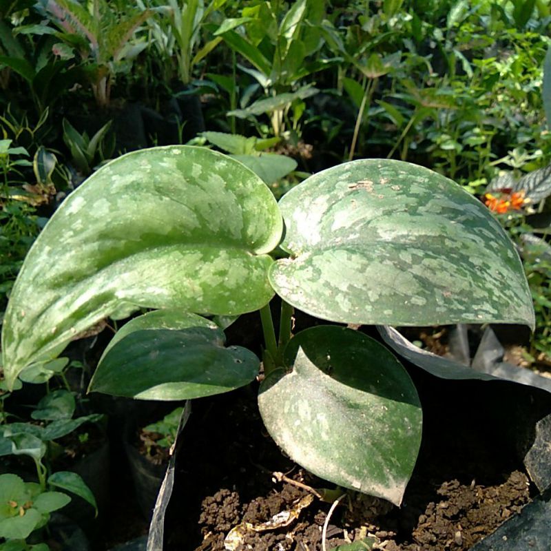 Tanaman SCINDAPSUS SILVER / SIRIH SILVER