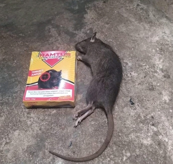 Ramtus Racun Tikus Ampuh Mati Kering Tidak Bau Pembasmi Curut Wirog Mencit Dirumah Di Mobil 5 Pack