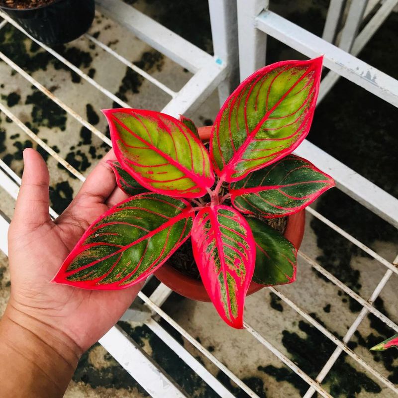Anakan Aglonema Khanza Baby