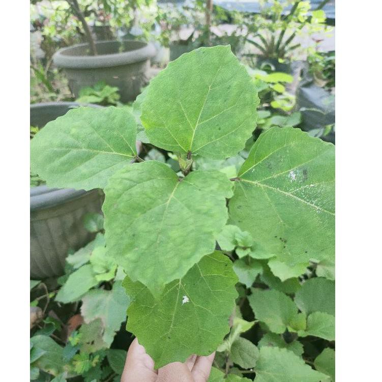 

Best Product BUNGA MELATI MENUR Terlaris
