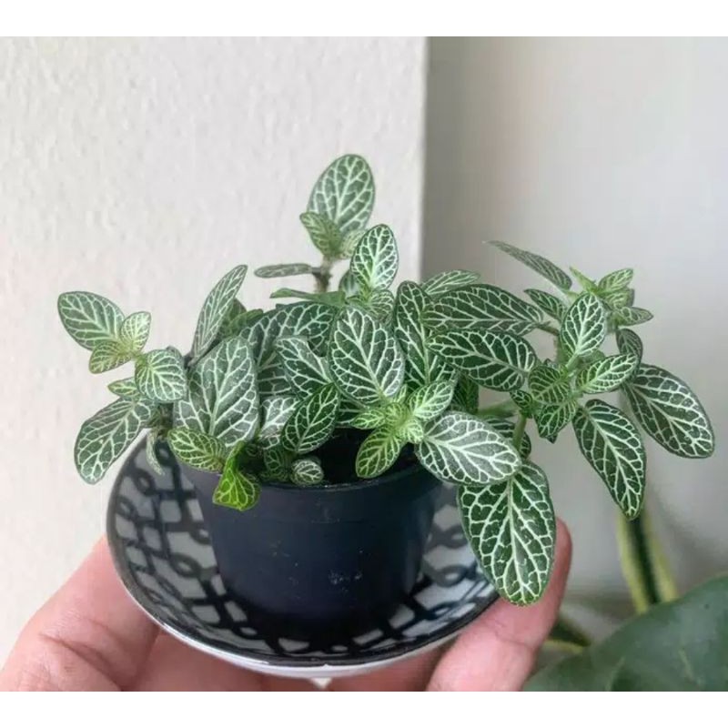 Tanaman hias hidup fittonia albivenis