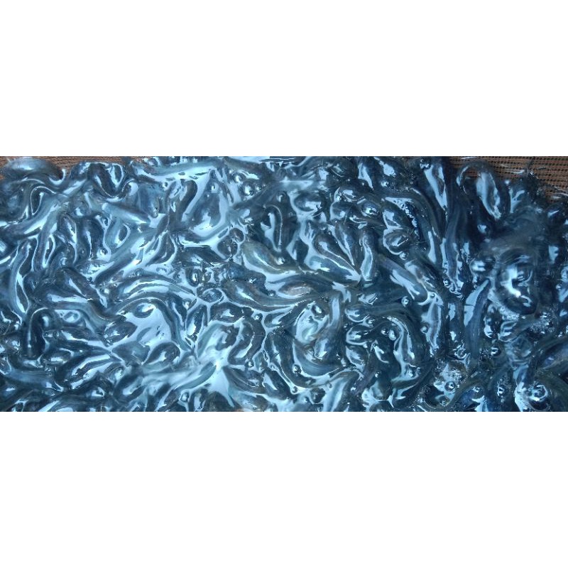 Bibit ikan lele uk 2-3 cm paket 500 ekor