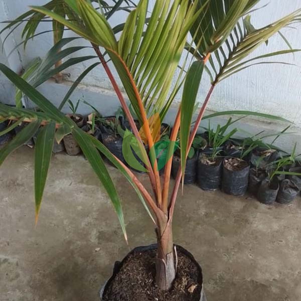 Bibit Palem Botol Merah Shopee Indonesia Bibit Palem Botol Merah Shopee Indonesia