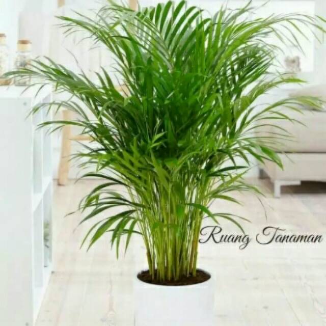 Tanaman hias Bibit palem kuning tinggi 50cm palem kuning