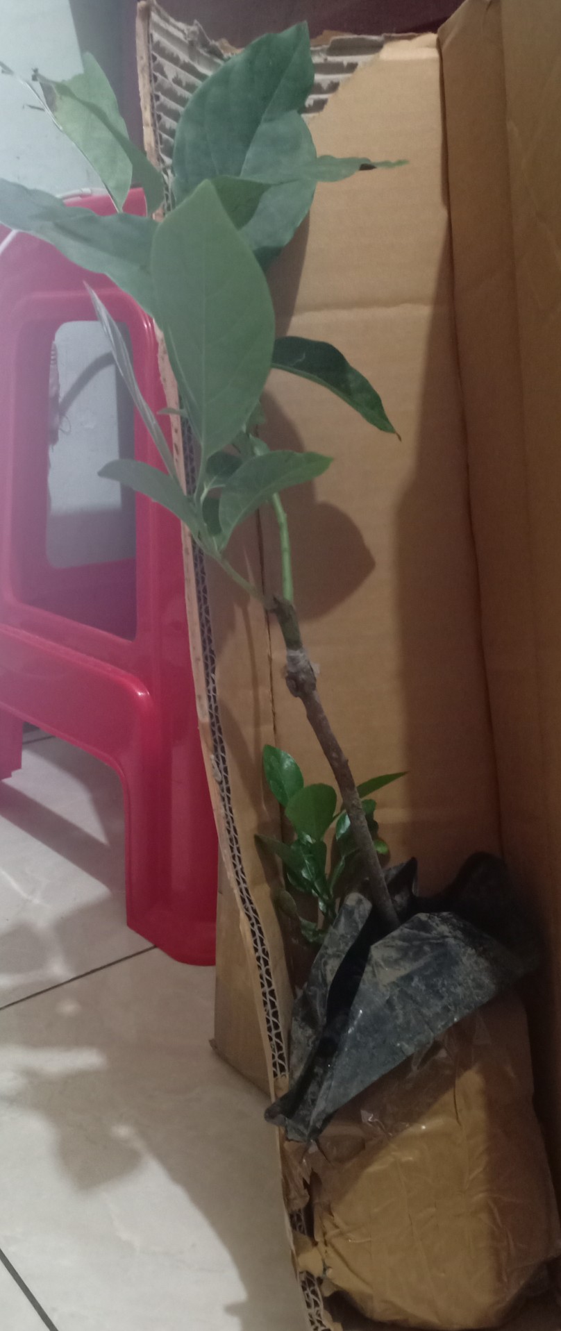 Termurah Bibit Tanaman Buah Alpukat Aligator Unggul/ Bibitt Murah Apokatt