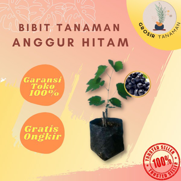 Bibit Anggur Tanaman Buah Anggur Hitam/Anggur Merah Pohon Anggur