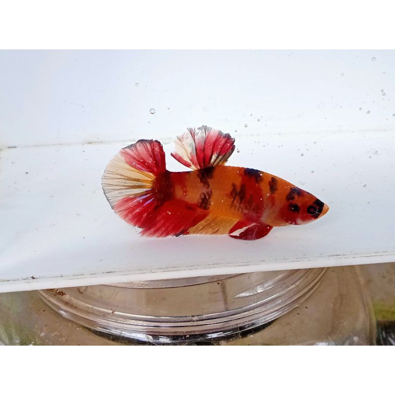 cupang paket sepasang nemo galaxy/clasic