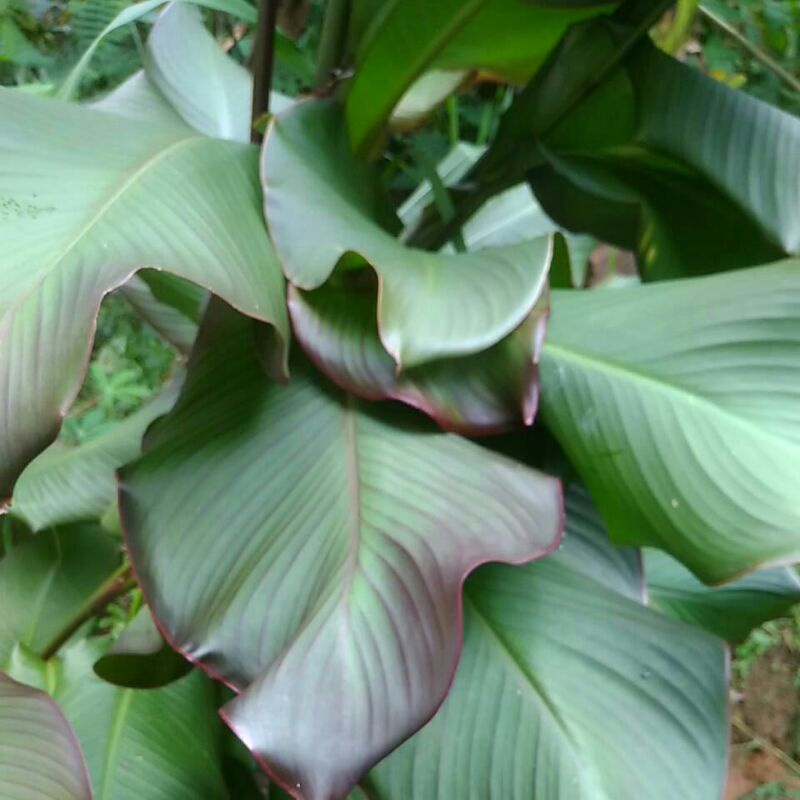 

Daun ganyoh/ganyong/ganyol segar 200g obat herbal