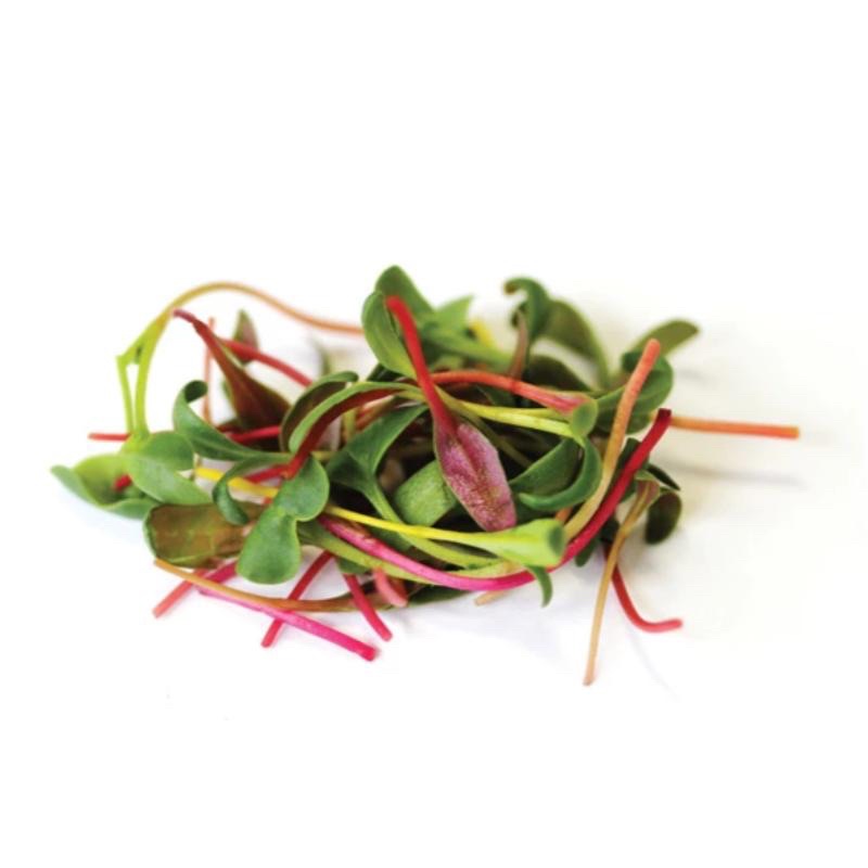 Benih Bibit Biji - Microgreens Swiss Chard Rainbow (Panen dalam 16-21 hari) Sprouting Seeds - IMPORT