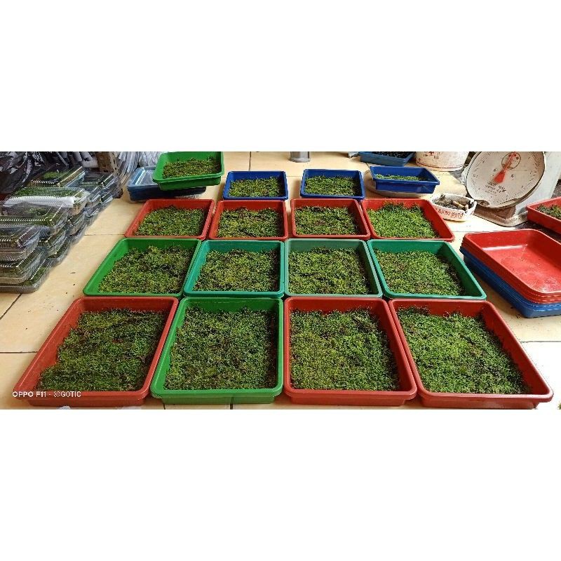 Moss Weeping mini Clumb Aquascape full daun air /nampan 21*16cm