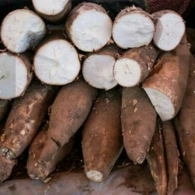 

Singkong mentah murah kualitas bagus