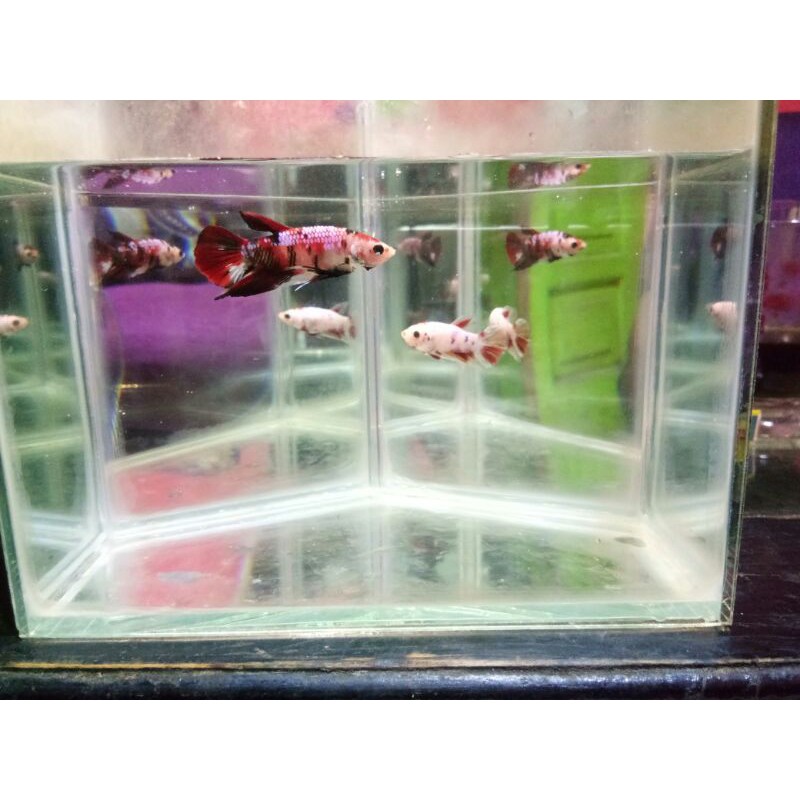 

Partaian Cupang Nemoxi ,Multi ,Koi ,Fancy Per 10 ekor