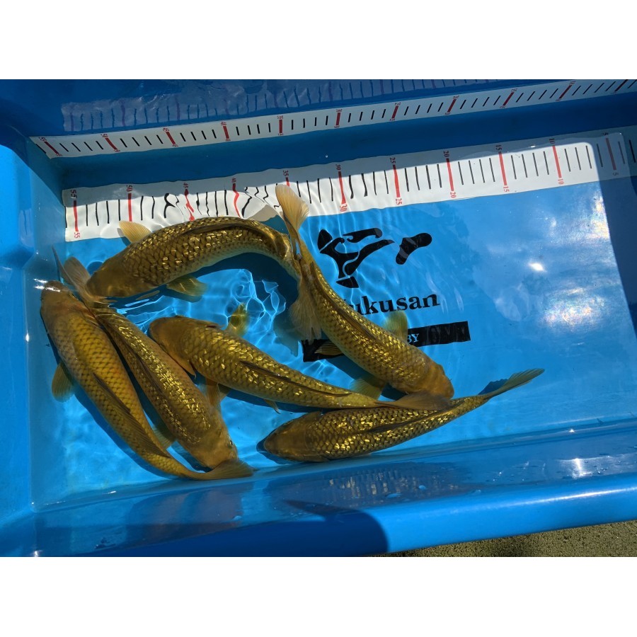 Ikan Koi Midori / Midorigoi Ginrin dan Non Ginrin size 25-26 cm