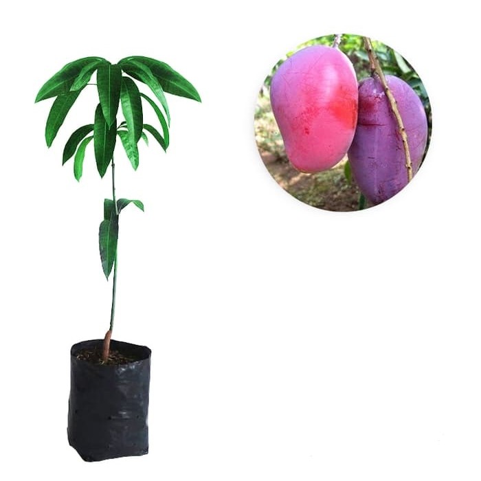 BIBIT BUAH MANGGA IRWIN/Bibit Tanaman Mangga Irwin (BIBIT TERBAIK)