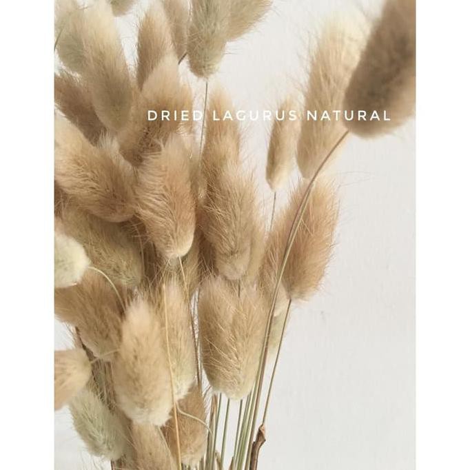Promo Dried Lagurus Natural/Bunga Kering Lagurus - Natural