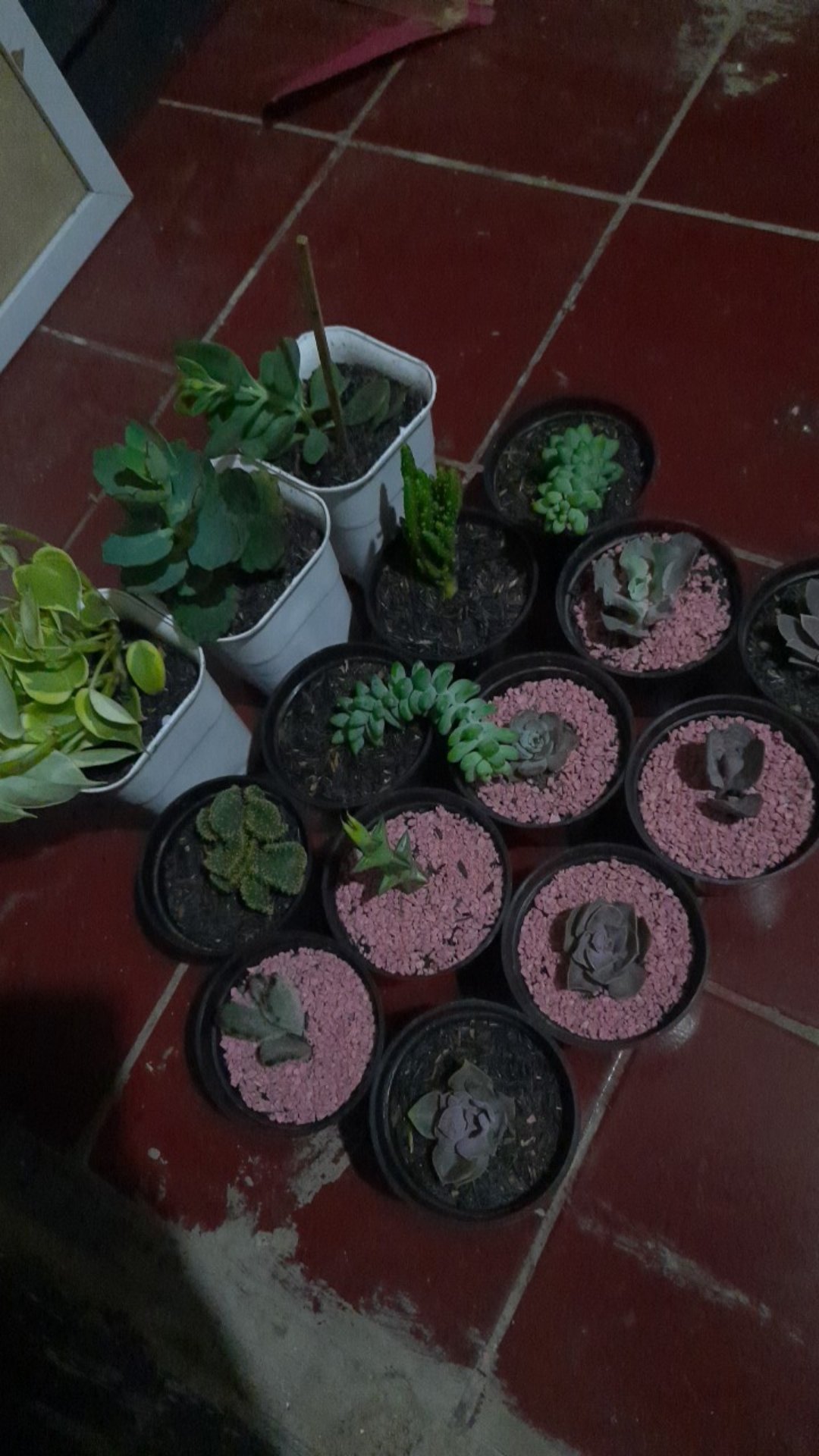 Sekulen Mini Isi 12 Pot