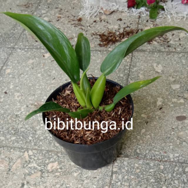 Philodendron Katak Bibit Tanaman Hias Bunga Filo Pilo Philo Shopee Indonesia