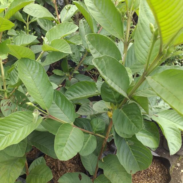 Taman / Hiasan taman / Benih / Pohon Jambu Biji.