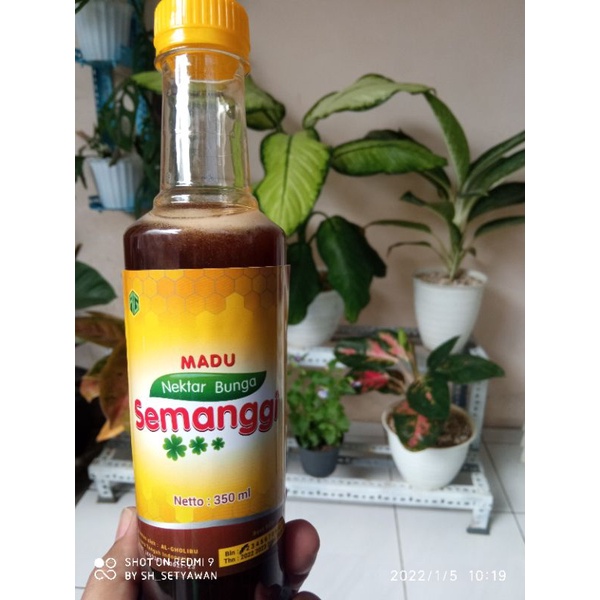 

Madu Murni 100% Asli Semanggi 350ml