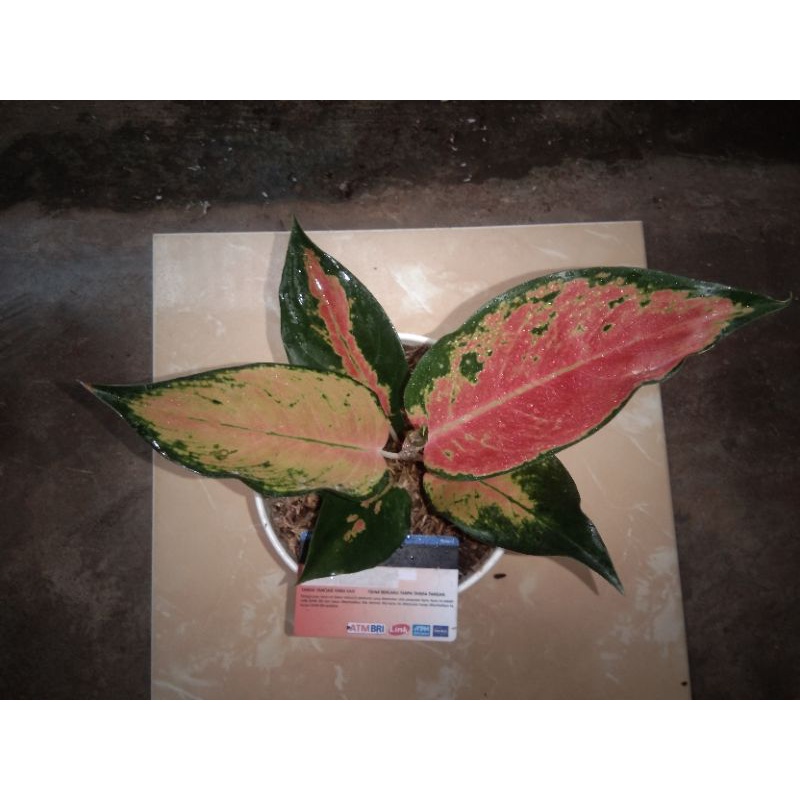 Aglonema Kochin Tembaga Varian
