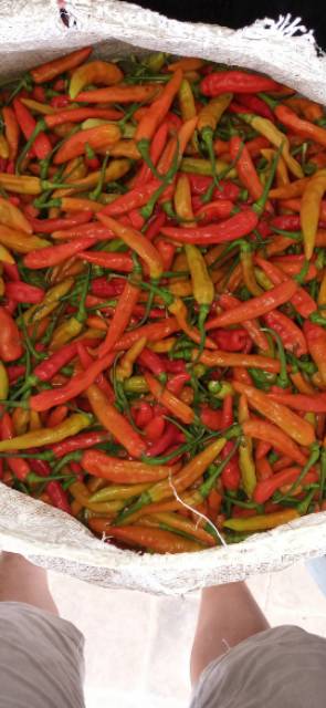 ID BENIH CABE RAWIT MERAH VIRAL BIBIT CABE RAWIT MERAH UNGGUL TERBAIK