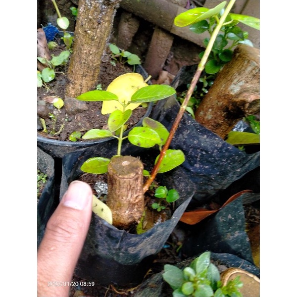 stek sancang termurah
