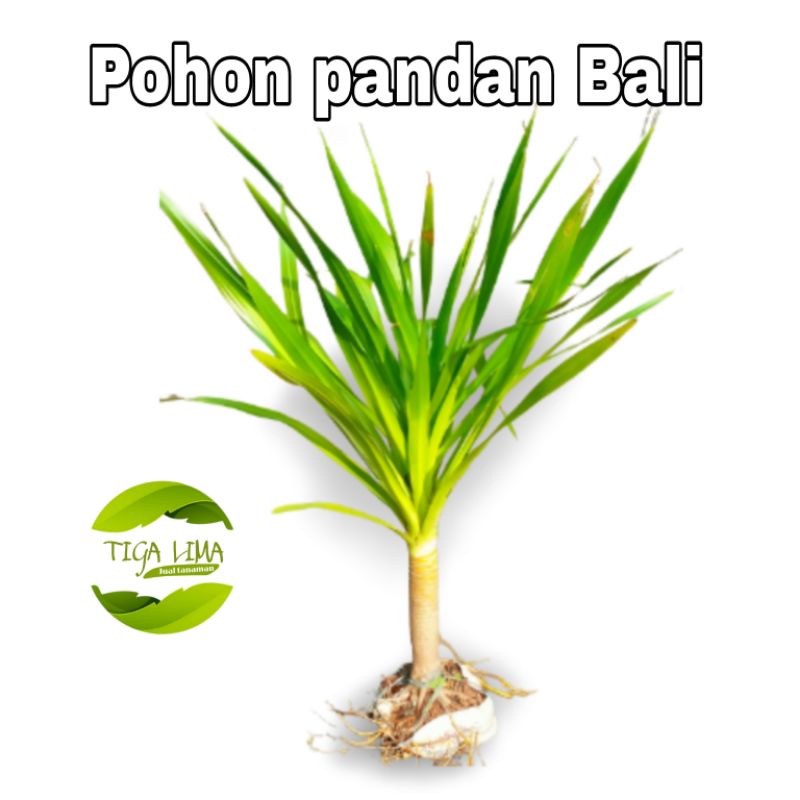 Pohon pandan Bali/tanaman hias/tanaman pandan bali