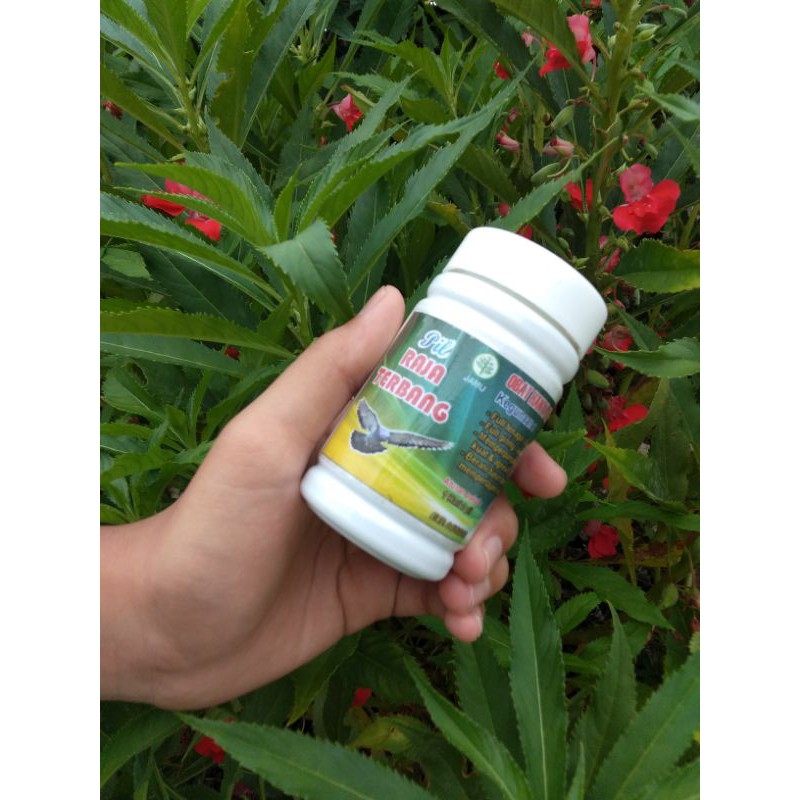 Herbal Merpati Raja Terbang.