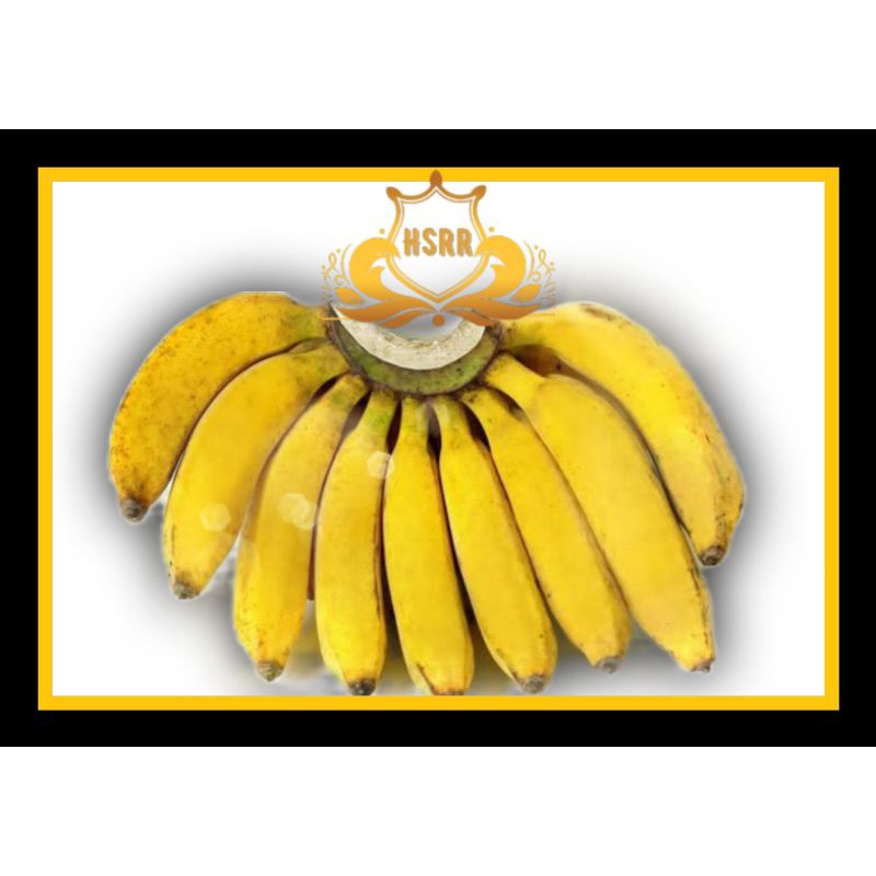 

PISANG RAJA BULU